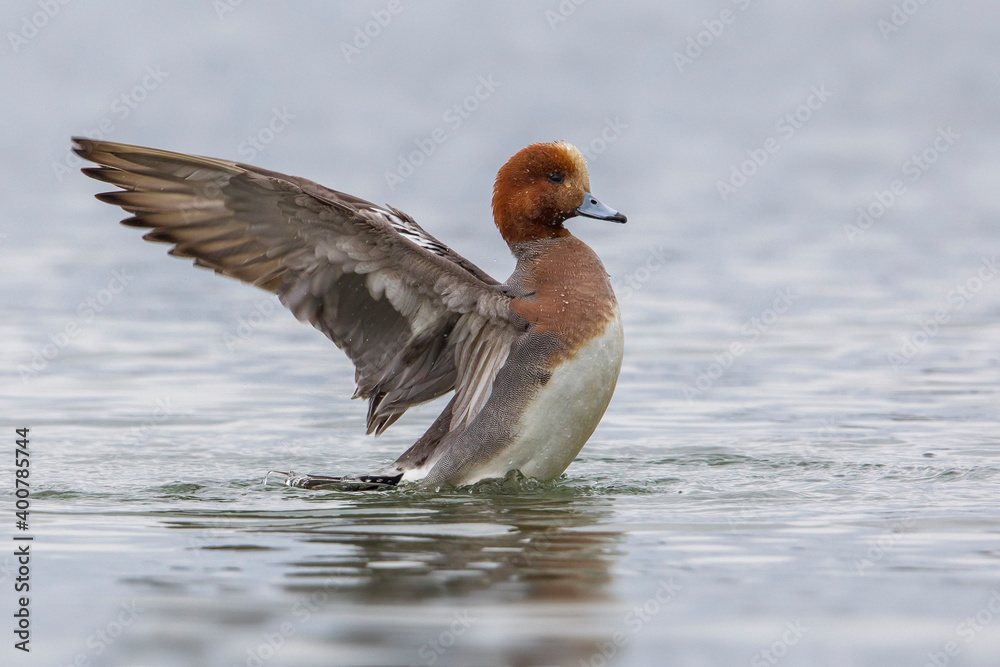 Smient, Eurasian Wigeon; Anas penelope Smient, Eurasian Wigeon; Anas penelope