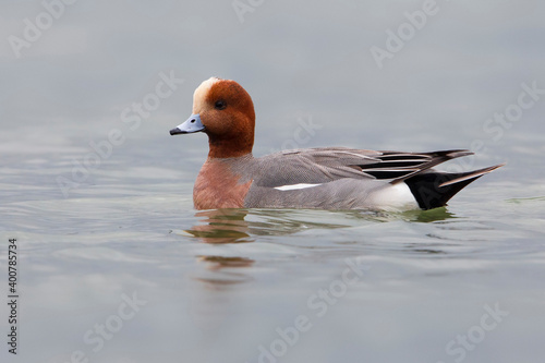 Smient, Eurasian Wigeon; Anas penelope photo