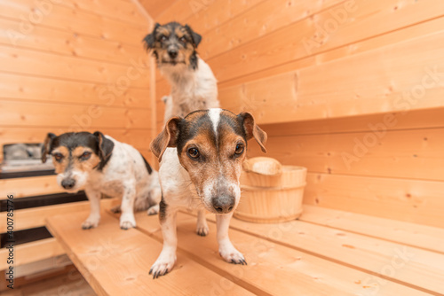 A group of cute small Jack Russell Terrier dogs in the wooden spruce sauna © Karoline Thalhofer