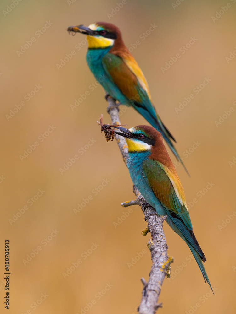 Obraz premium Bijeneter, European Bee-eater, Merops apiaster