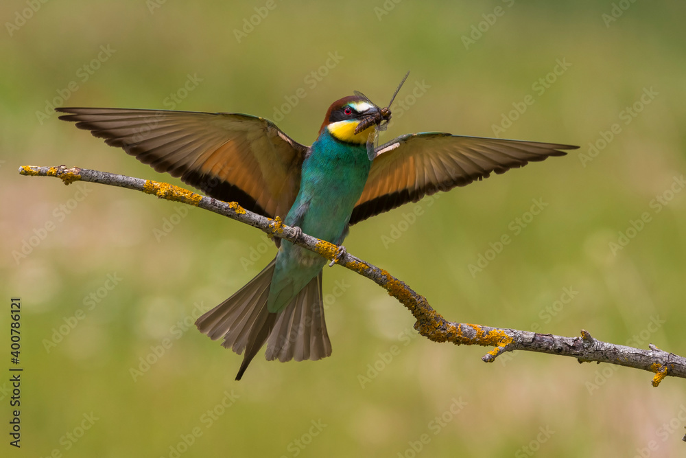 Bijeneter, European Bee-eater, Merops apiaster Bijeneter, European Bee-eater, Merops apiaster