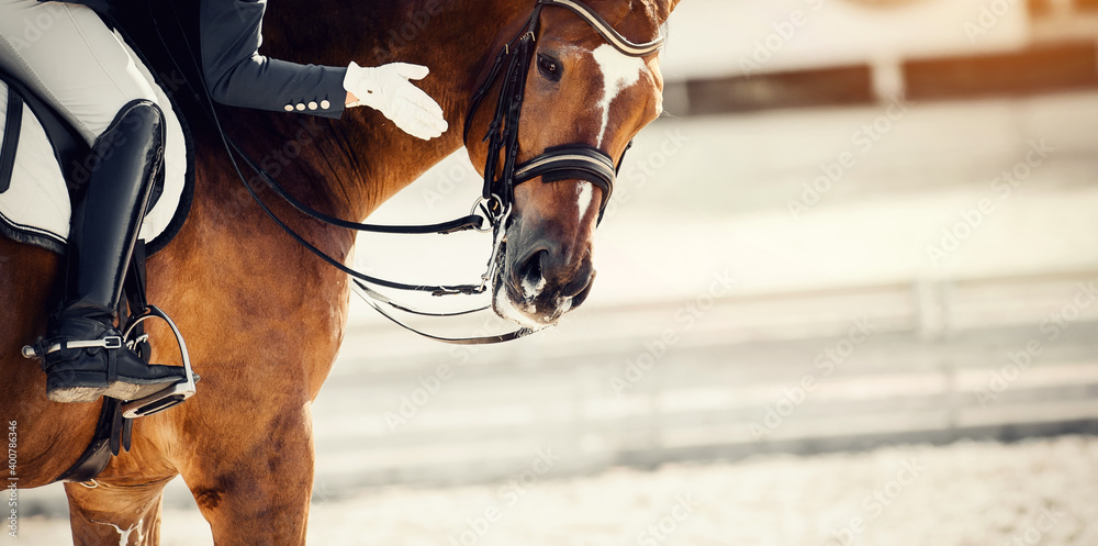 Equestrian sport. Praise the horse. Portrait sports stallion in the bridle. - obrazy, fototapety, plakaty 