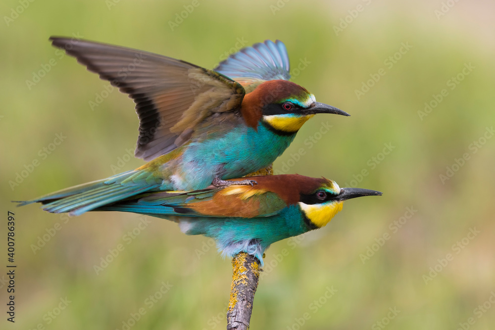 Bijeneter; Bee-eater; Merops apiaster Bijeneter; Bee-eater; Merops apiaster
