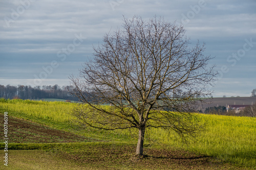 Obstbaum im Winter