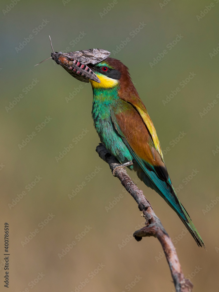 Obraz premium Bijeneter, European Bee-eater, Merops apiaster