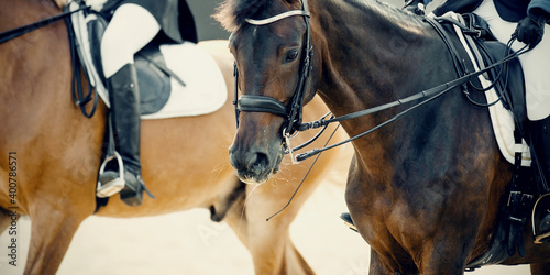 Equestrian sport. Two sports horses in the double bridle.