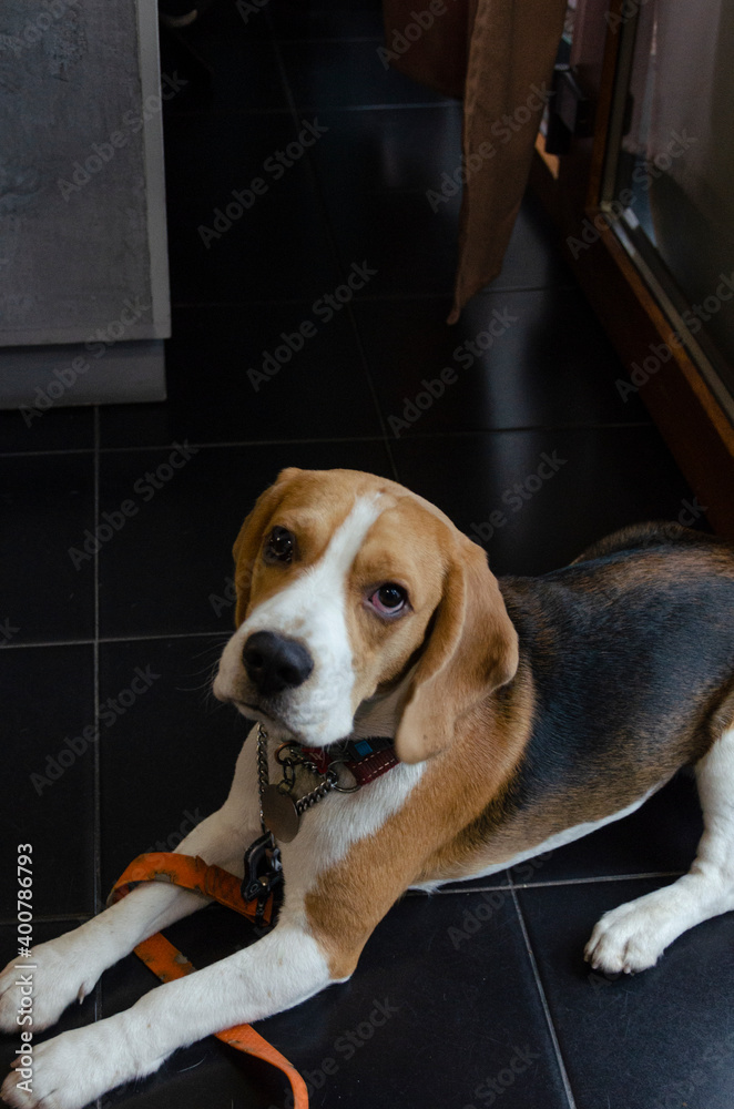 beagle puppy in a cage