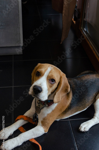 beagle puppy in a cage