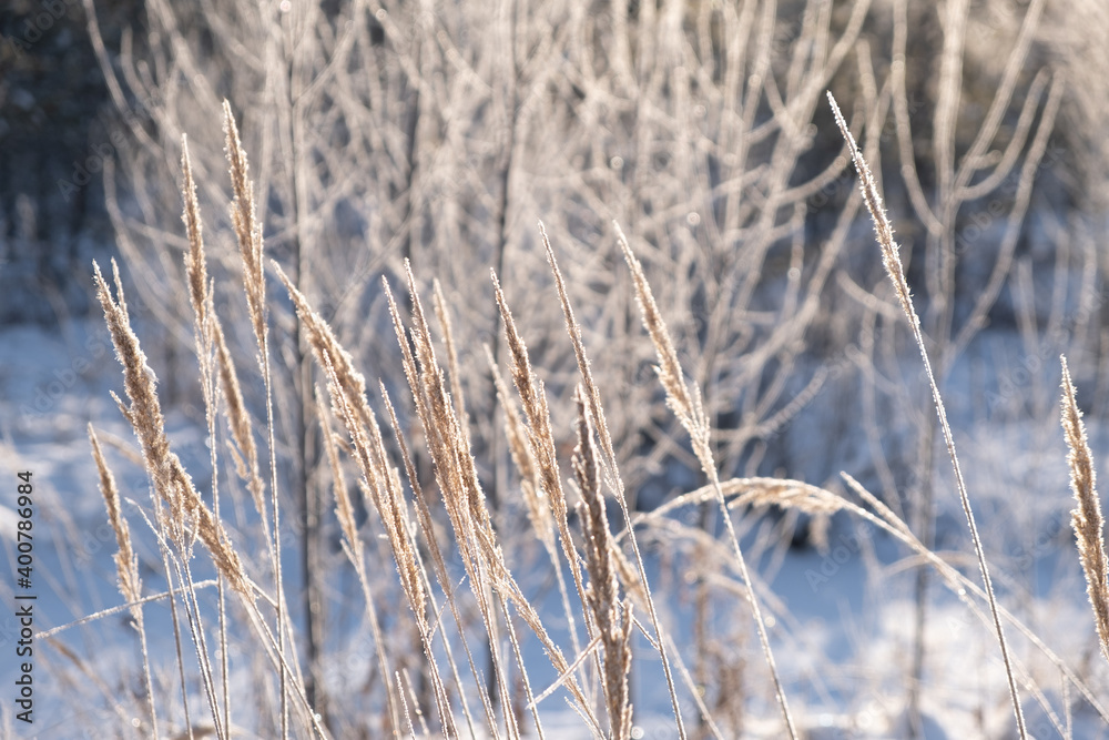 Fototapeta premium Frozen ears of wheat in the snow. Ears of corn in a winter landscape