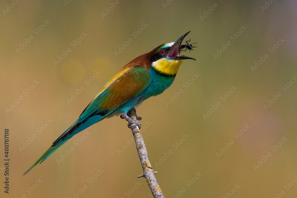 Bijeneter, European Bee-eater, Merops apiaster Bijeneter, European Bee-eater, Merops apiaster