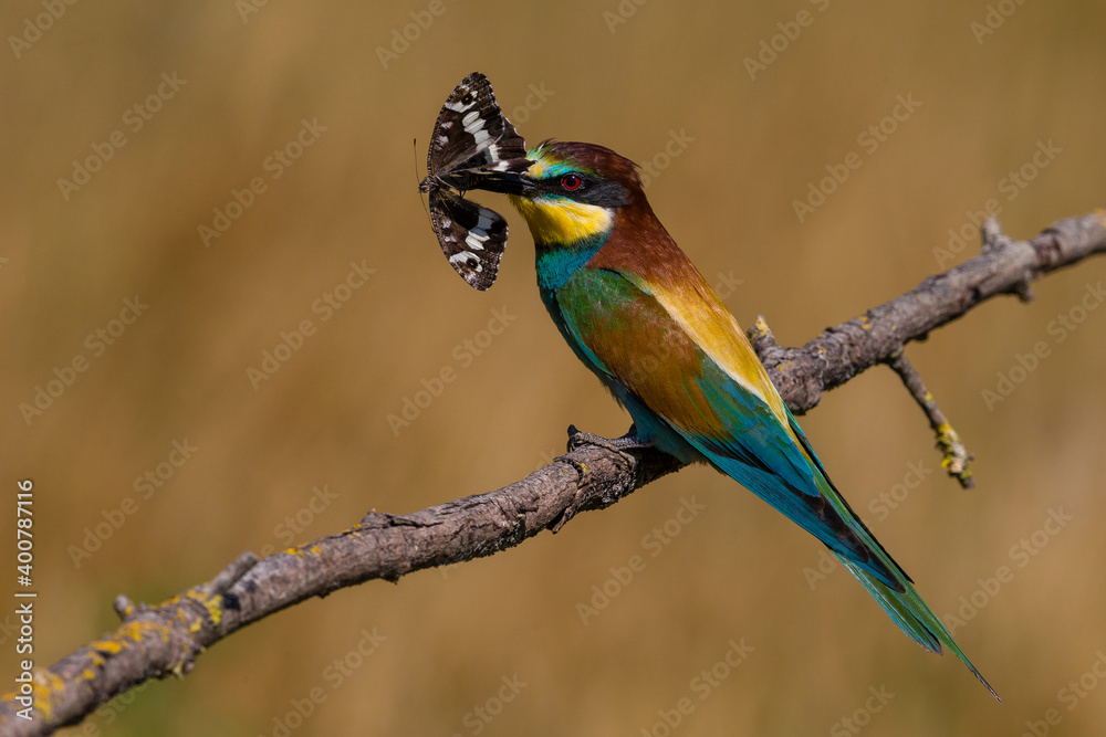 Bijeneter, European Bee-eater, Merops apiaster Bijeneter, European Bee-eater, Merops apiaster