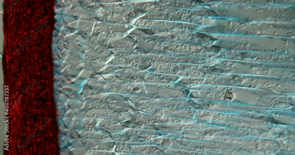 Coconut pulp under the microscope 100x Stock ビデオ Adobe Stock