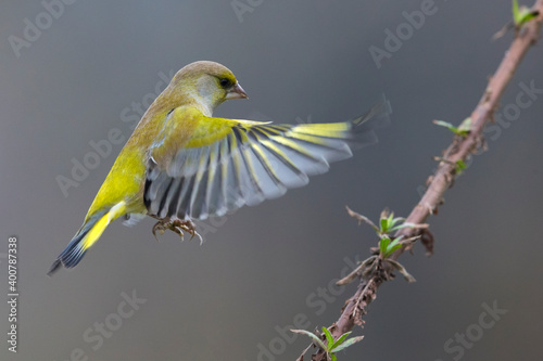Groenling; Greenfinch; Carduelis chloris