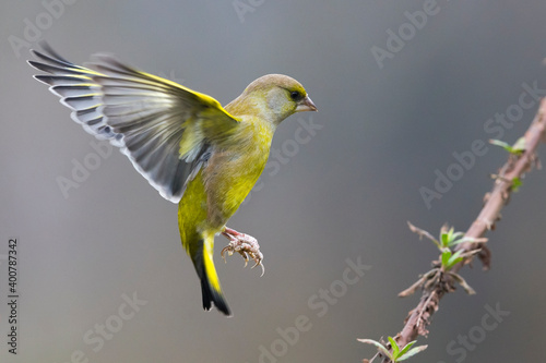 Groenling; Greenfinch; Carduelis chloris