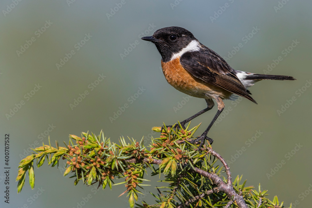 Roodborsttapuit; European Stonechat; Saxicola rubicola