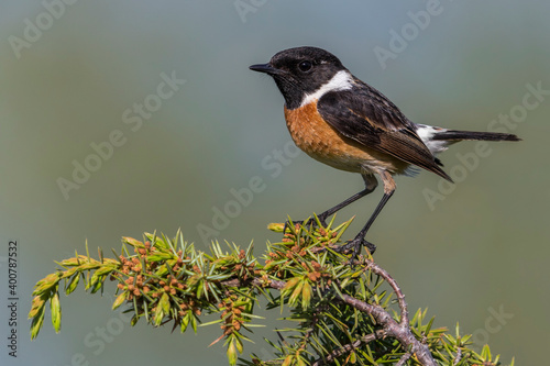 Obraz na płótnie Roodborsttapuit; European Stonechat; Saxicola rubicola w salonie