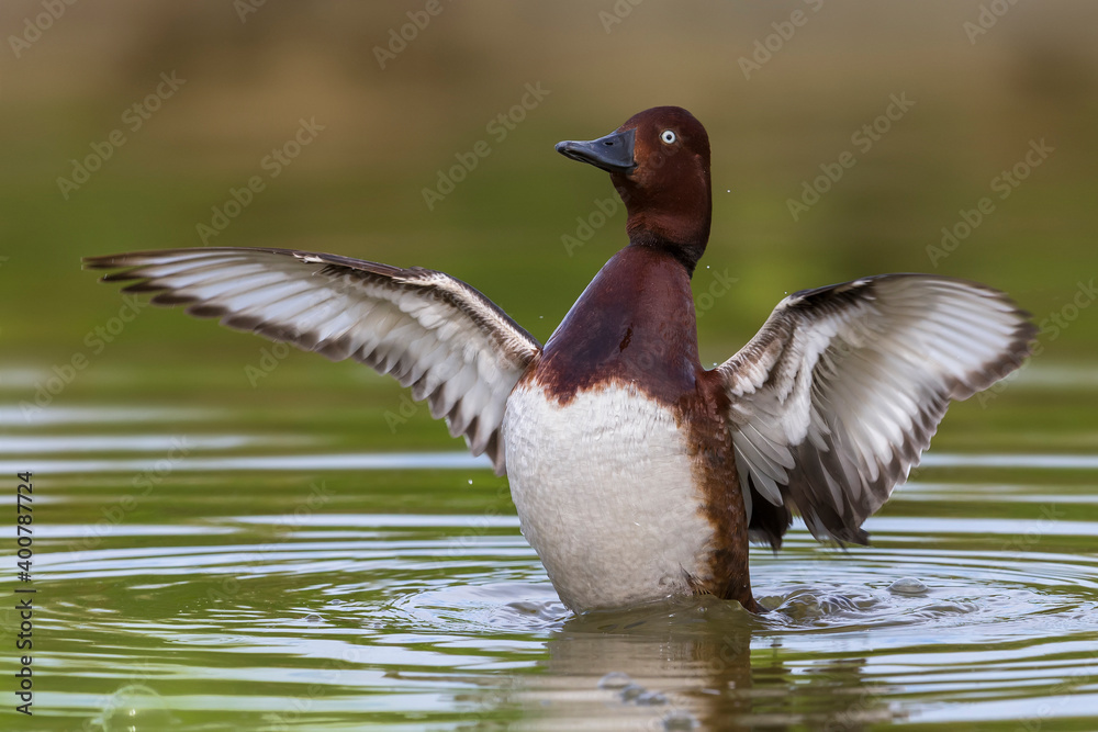 Witoogeend; Ferruginous Duck; Aythya nyroca Witoogeend; Ferruginous Duck; Aythya nyroca