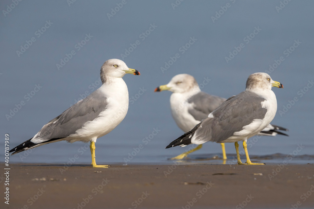 Japanse Meeuw; Black-tailed Gull; Larus crassirostris Japanse Meeuw; Black-tailed Gull; Larus crassirostris