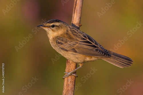 Rietzanger; Sedge Warbler; Acrocephalus schoenobaenus photo