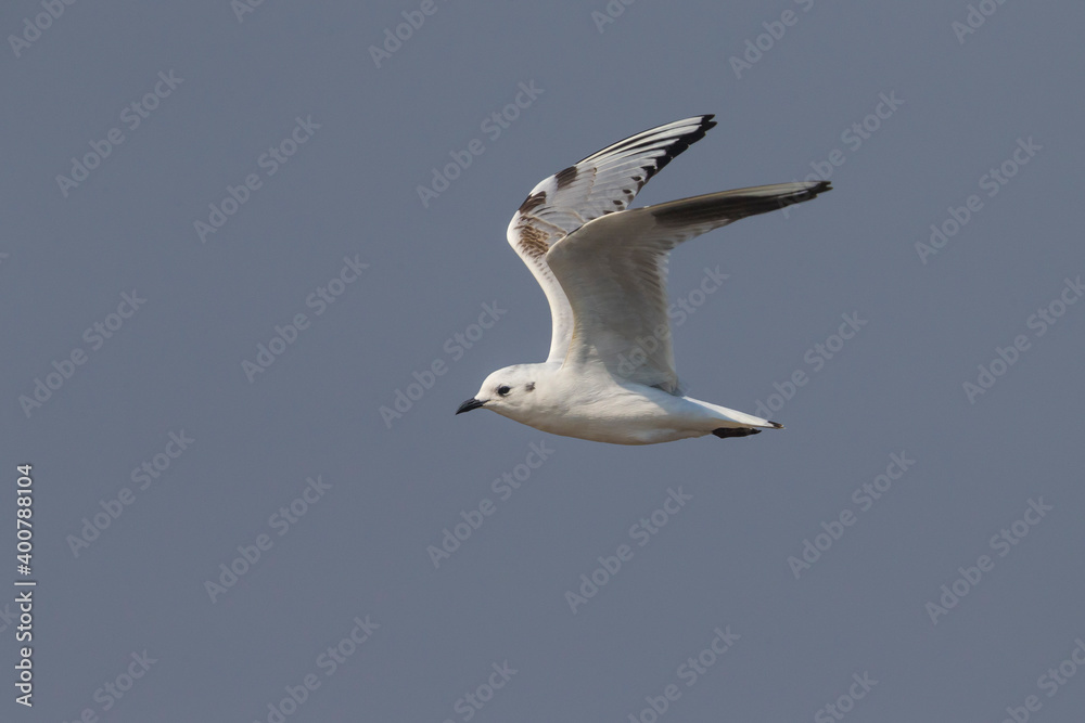 Saunders' Meeuw; Saunders's Gull; Saundersilarus saundersi Saunders' Meeuw; Saunders's Gull; Saundersilarus saundersi