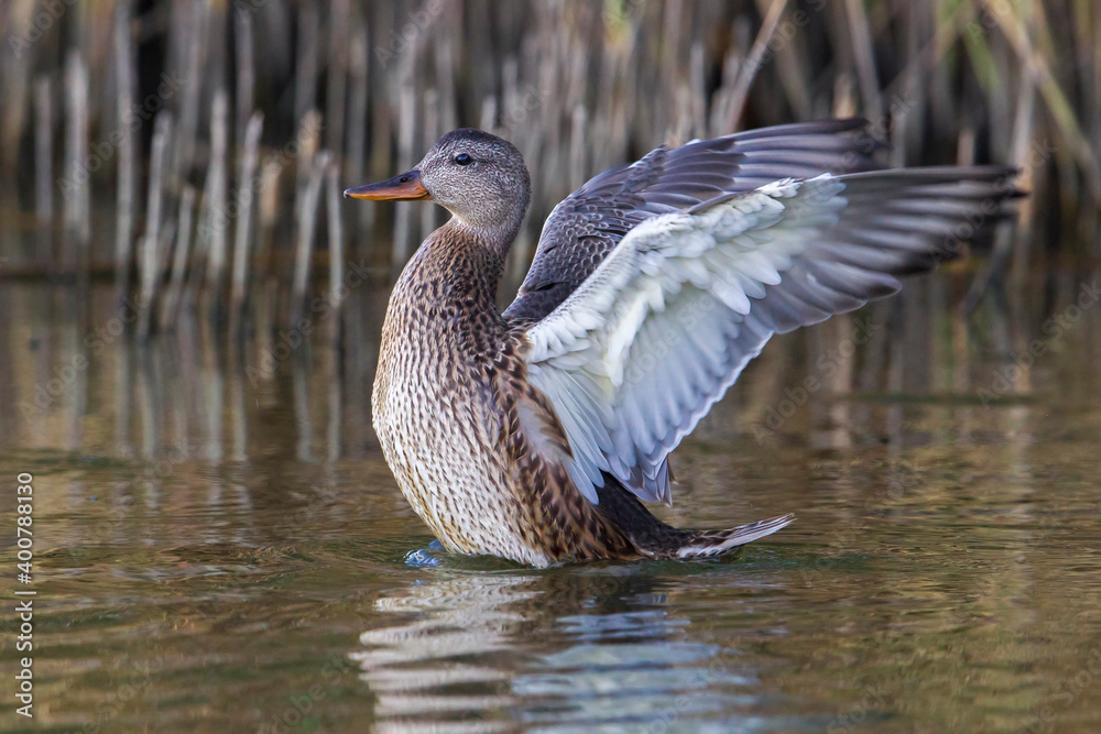 Obraz premium Krakeend, Gadwall; Anas strepera