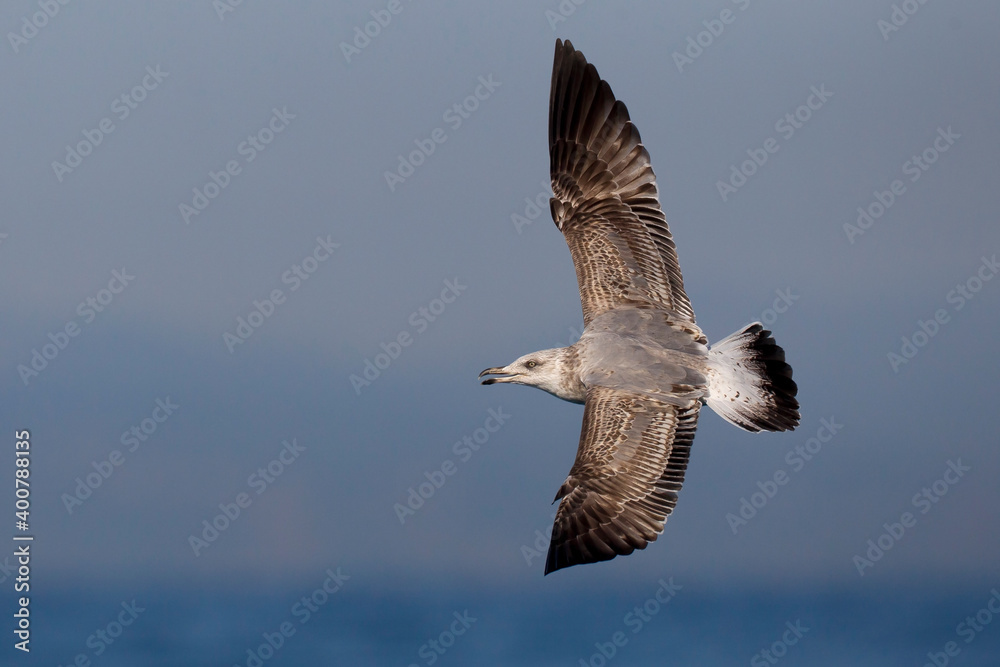 Geelpootmeeuw; Yellow-legged Gull; Larus michahellis Geelpootmeeuw; Yellow-legged Gull; Larus michahellis