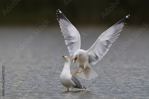 Geelpootmeeuw; Yellow-legged Gull; Larus michahellis photo