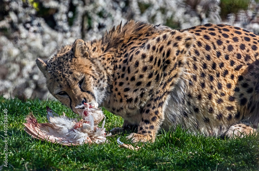 Fototapeta premium Cheetah eating chicken on the lawn. Latin name - Acinonyx jubatus 