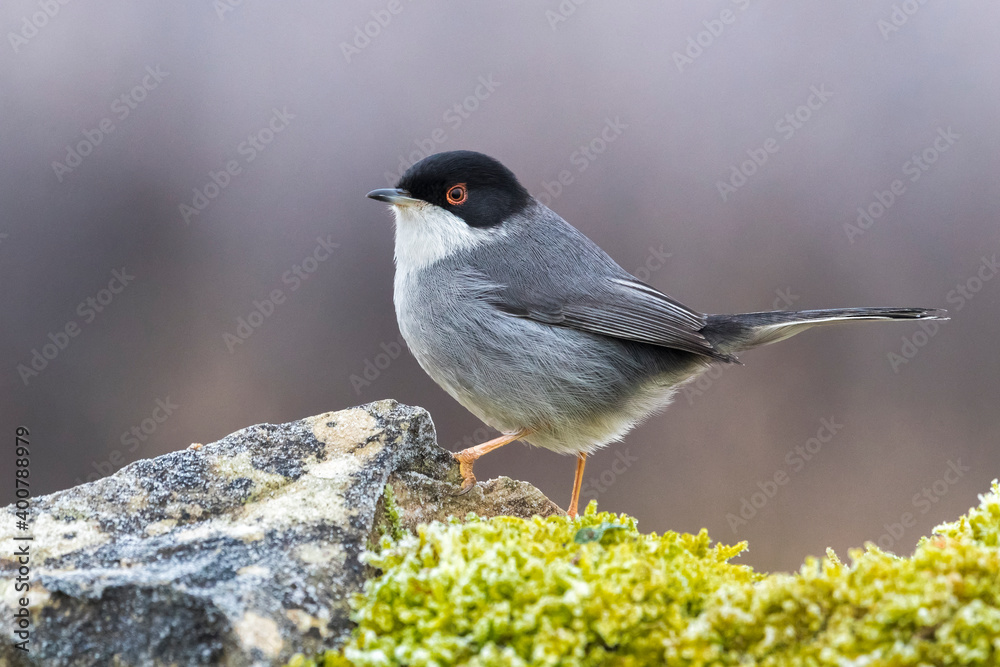 Obraz premium Kleine Zwartkop; Sardinian Warbler; Sylvia melanocephala