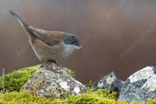 Kleine Zwartkop; Sardinian Warbler; Sylvia melanocephala photo