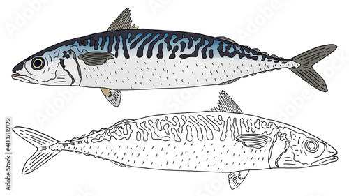 Beautiful atlantic mackerel hand drawn. Set, colorful fish and black and white, isolated. Seafood, design elements. Vector illustration.