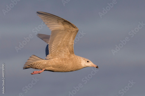 Grote Burgemeester, Glaucous Gull, Larus hyperboreus photo