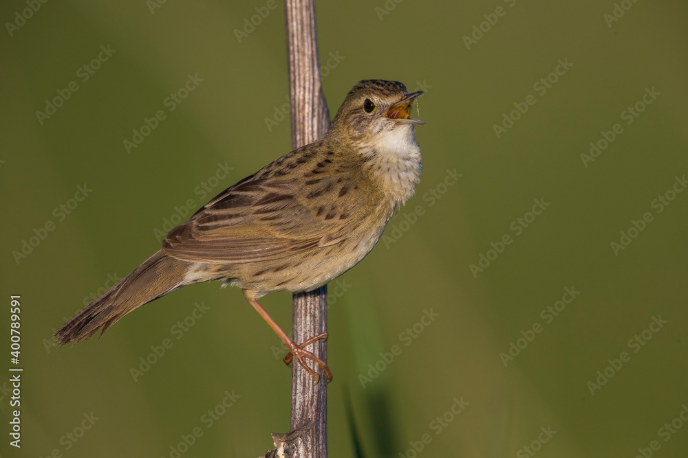 Fototapeta premium Sprinkhaanzanger; Grasshopper Warbler; Locustella naevia straminea