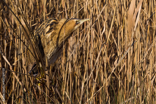 Roerdomp; Great Bittern; Botaurus stellaris photo