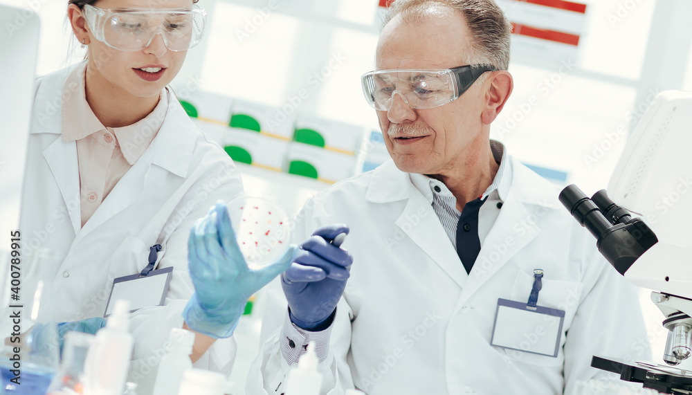 scientists discussing the development of bacteria in a Petri dish. scientists discussing the development of bacteria in a Petri dish.