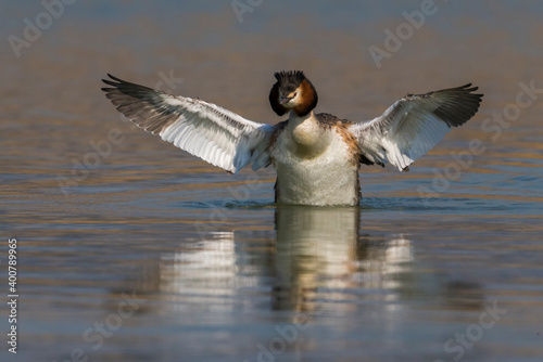 Fuut, Great Crested Grebe, Podiceps cristatus photo