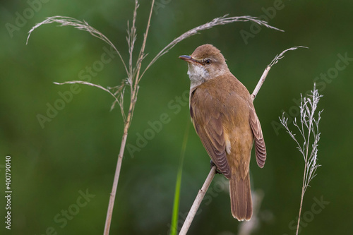 Wallpaper Mural Grote Karekiet; Great Reed Warbler; Acrocephalus arundinaceus Torontodigital.ca
