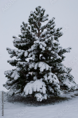 Lone spruce with snow-covered branches, on a white background