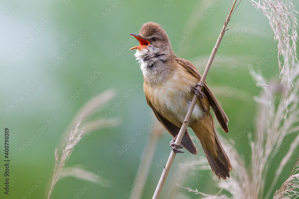 Grote Karekiet; Great Reed Warbler; Acrocephalus arundinaceus