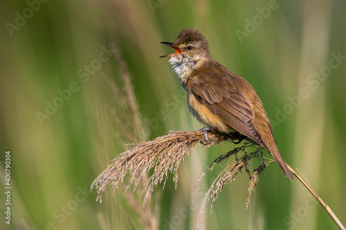 Grote Karekiet; Great Reed Warbler; Acrocephalus arundinaceus