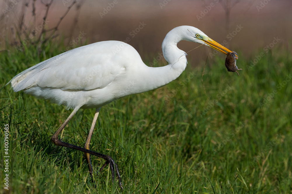 Grote Zilverreiger, Great Egret, Egretta alba Grote Zilverreiger, Great Egret, Egretta alba
