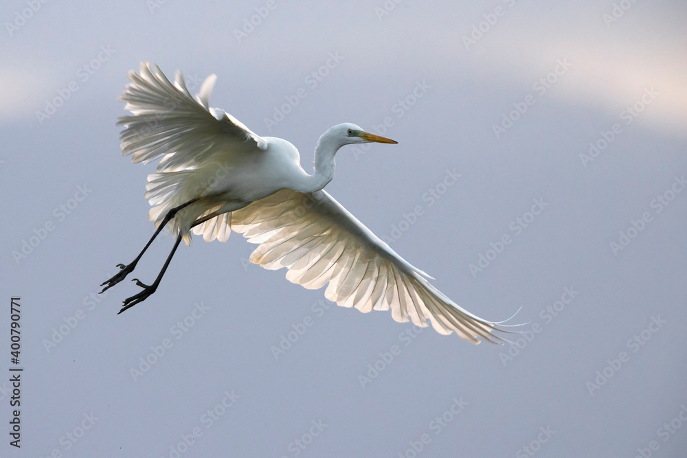 Grote Zilverreiger, Great Egret, Egretta alba Grote Zilverreiger, Great Egret, Egretta alba