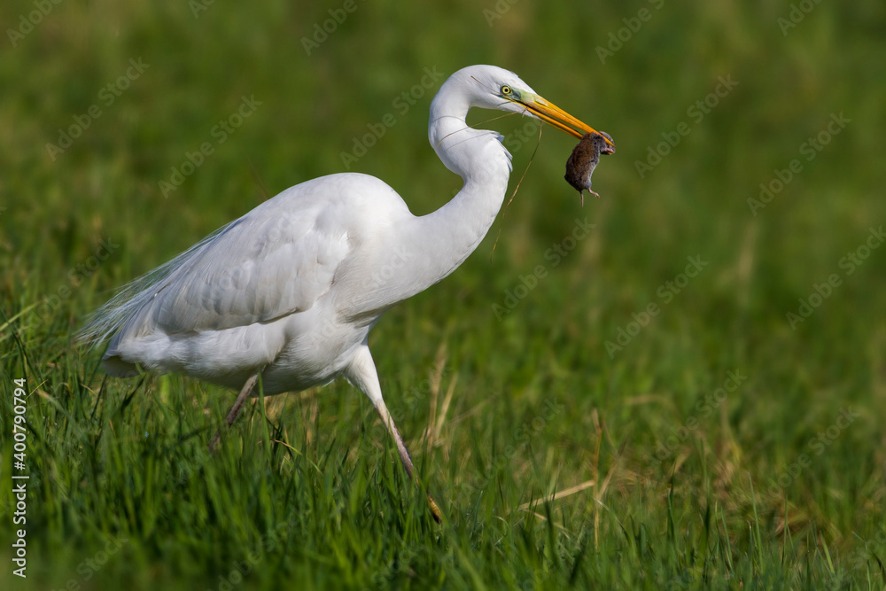 Grote Zilverreiger, Great Egret, Egretta alba Grote Zilverreiger, Great Egret, Egretta alba