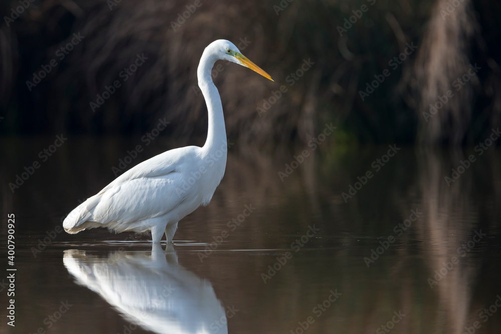 Grote Zilverreiger, Great Egret, Egretta alba Grote Zilverreiger, Great Egret, Egretta alba