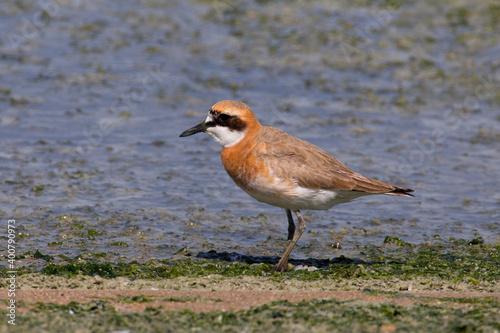 Woestijnpleviert; Greater Sand Plover; Charadrius leschenaultii photo