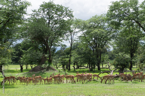 A herd of female and young impalas in Mosi-oa Tunya Nation Park, Zambia, Africa  photo