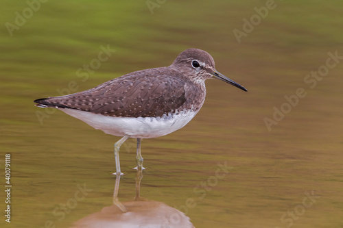 Witgatje; Green Sandpiper; Tringa ochropus photo