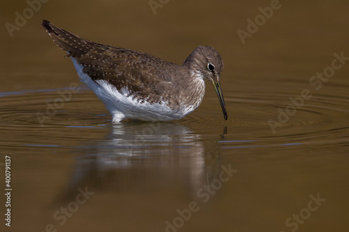Witgatje; Green Sandpiper; Tringa ochropus photo