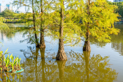 Taxodium ascendens, also known as pond cypress, a deciduous conifer of the genus Taxodium, native to North America, planted in Shenzhen, China. photo