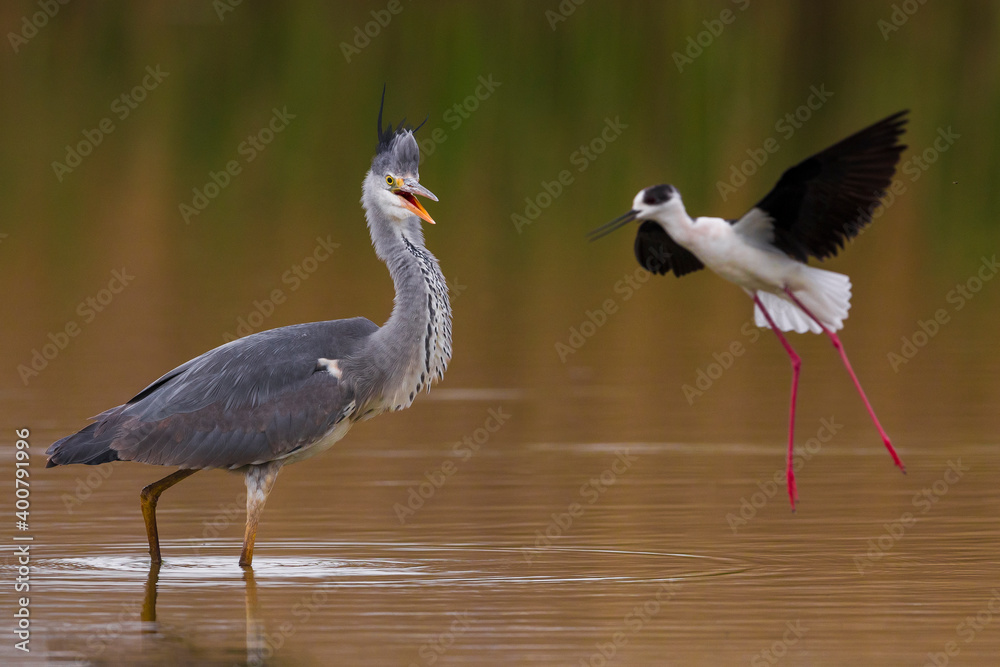 Obraz premium Blauwe Reiger; Grey Heron; Ardea cinerea; Steltkluut; Black-winged Stilt; Himantopus himantopus